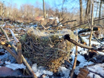 Koniec zimy to ostatni moment na czyszczenie i wieszanie nowych budek lęgowych dla ptaków. Przypominamy, jak ważne jest czyszczenie budek co roku, 